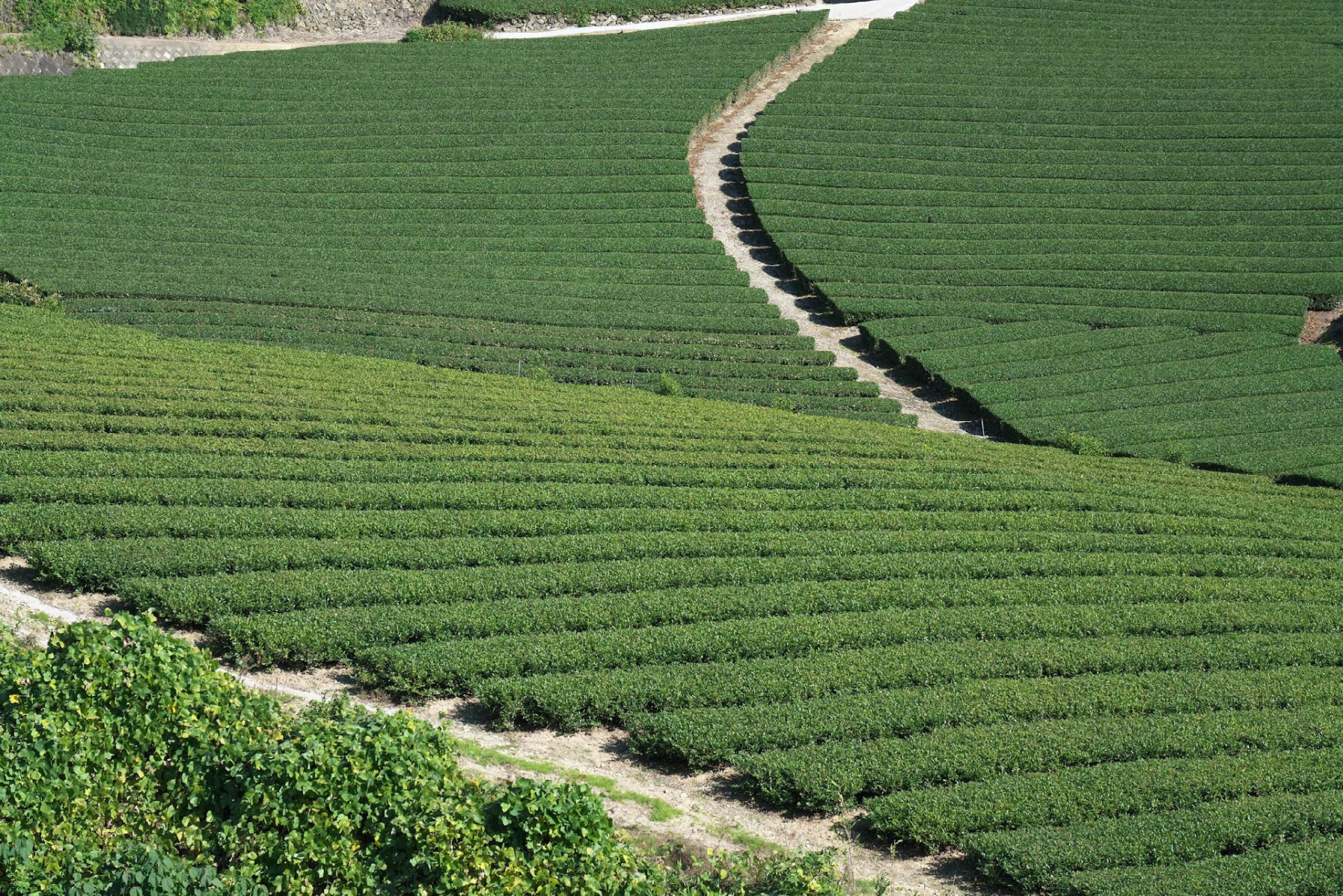 Neat rows of shaded tea bushes in the Uji river valley, Kyoto