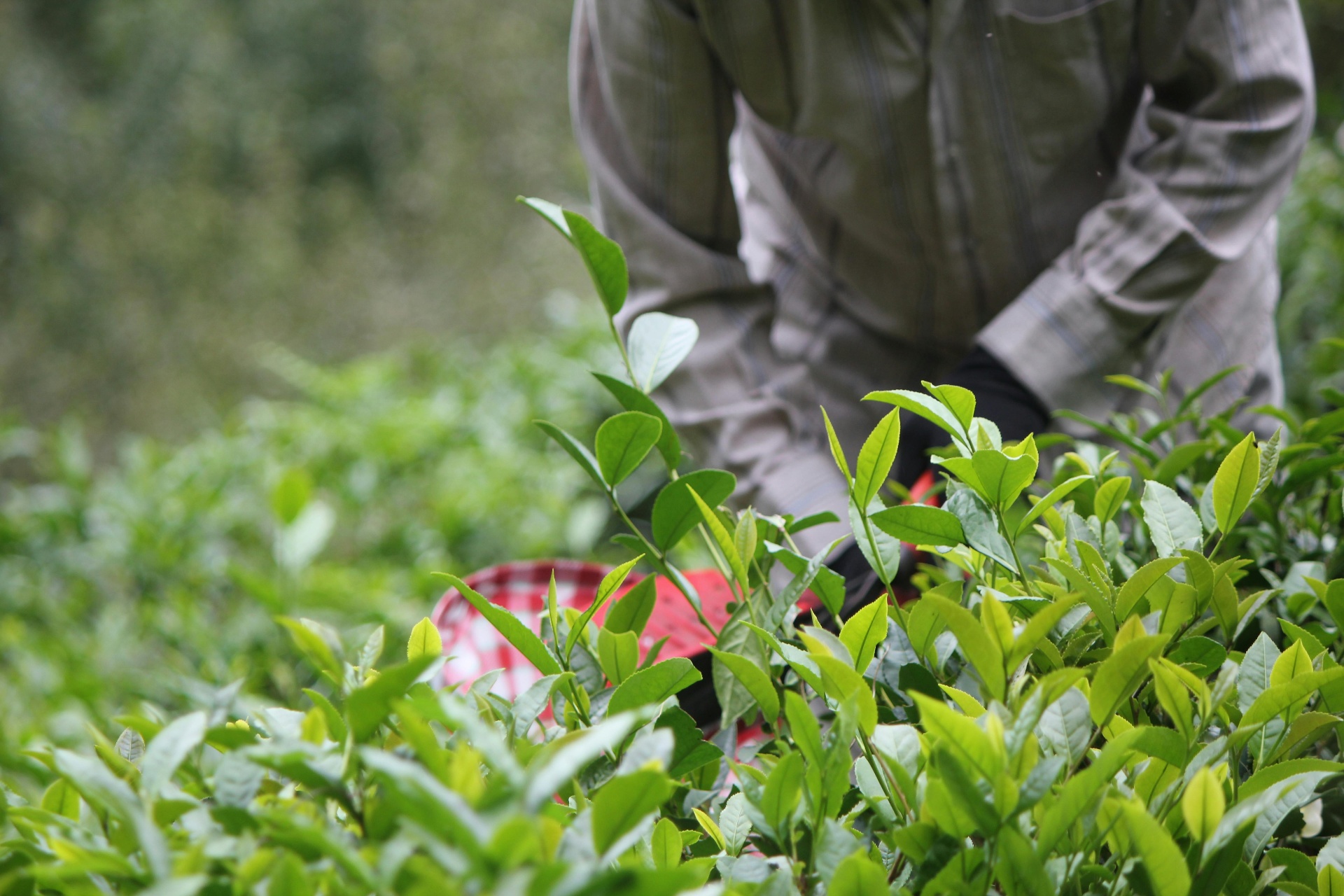 Hands holding freshly picked tea leaves