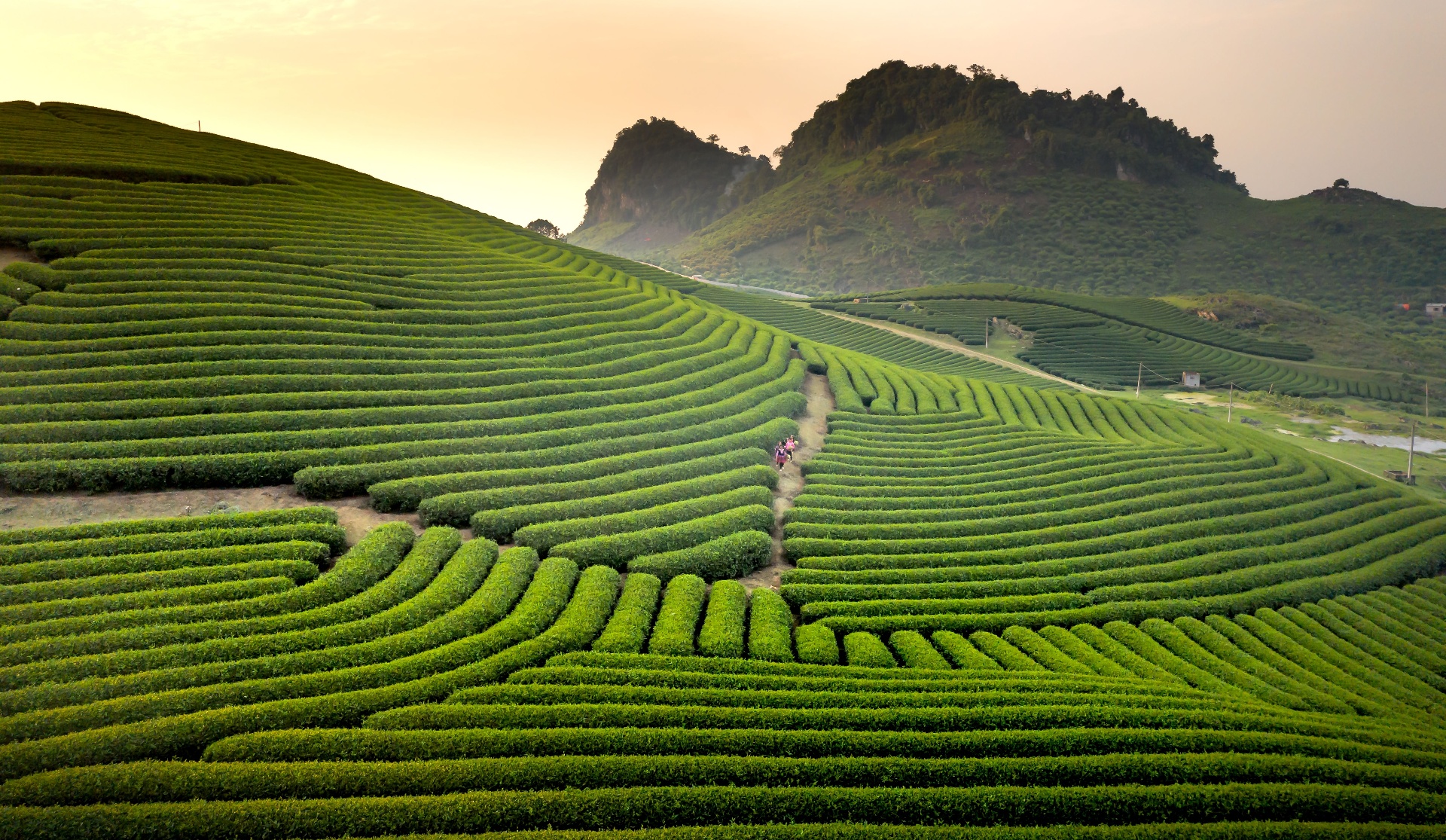 Misty tea fields in Uji